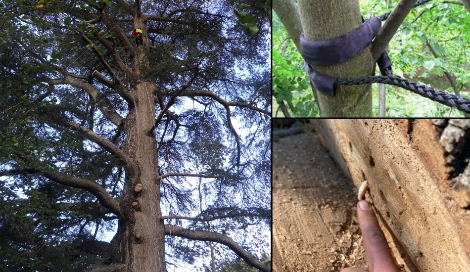 arbre remarquable cèdre larve capricorne parasite haubans