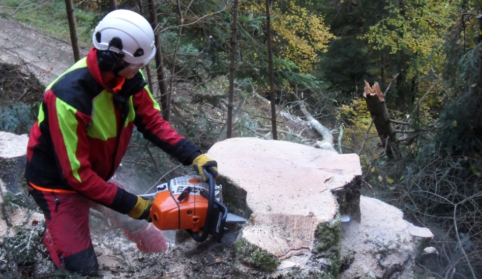 Bucheron abattage forêt souche tronçonneuse